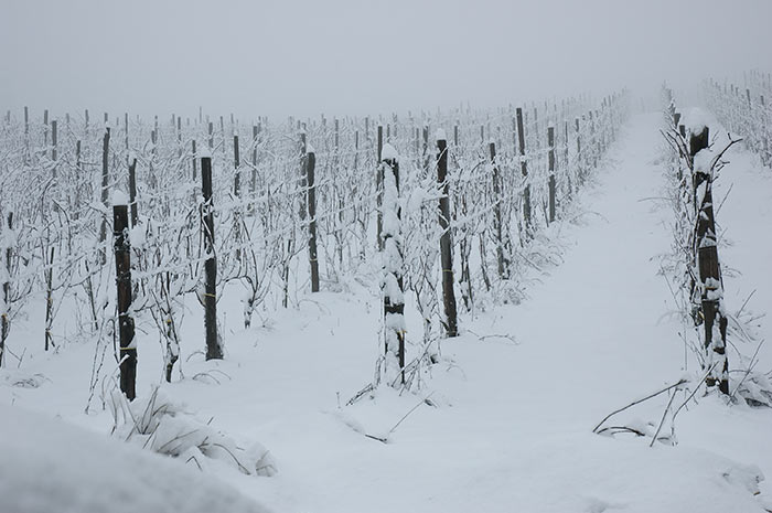 vigneto innevato